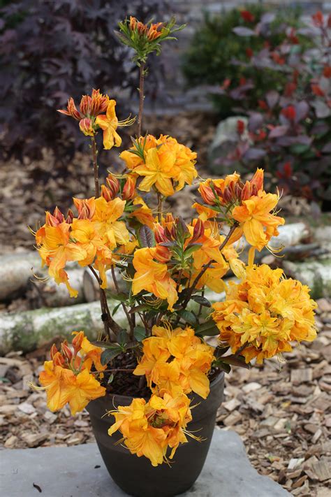 Rhododendron Luteum Klondike Bcm Baumschule Christoph Marken