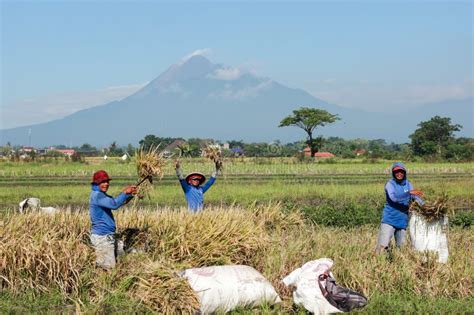 Panen padi editorial image. Image of farmer, flower - 269418045