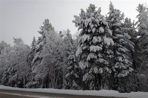 Árvores altas cobertas de neve Foto Premium