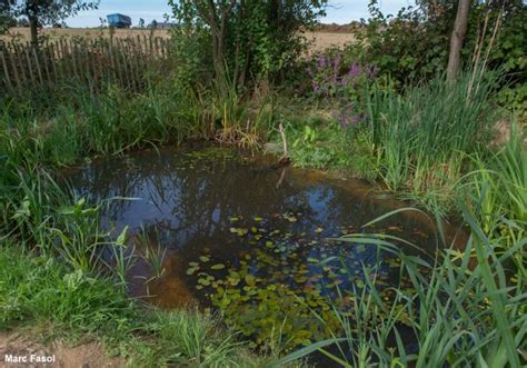 Créer une mare favorable aux oiseaux dans son jardin Ornithomedia