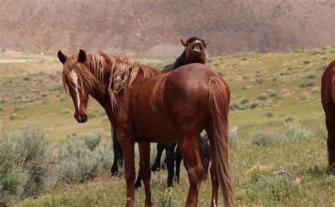 Wild Mustangs of Nevada Photograph by Paul Comish - Fine Art America