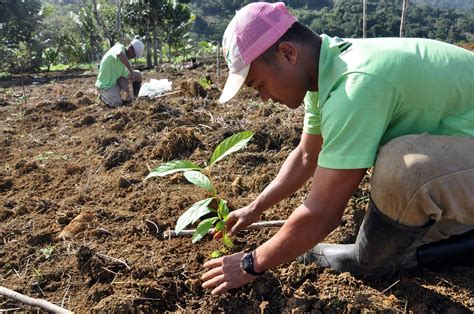 Ecologist Warns: Planting Trees Is No Panacea for Climate Change