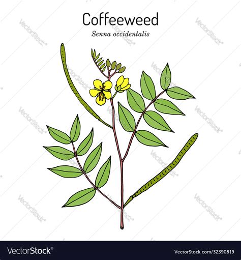 Coffeeweed Or Coffee Senna Senna Occidentalis Vector Image