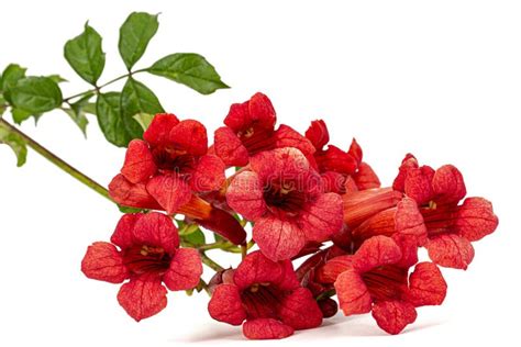 Red Flowers Of Campsis Radicans Grandiflora Trumpet Creeper Vine