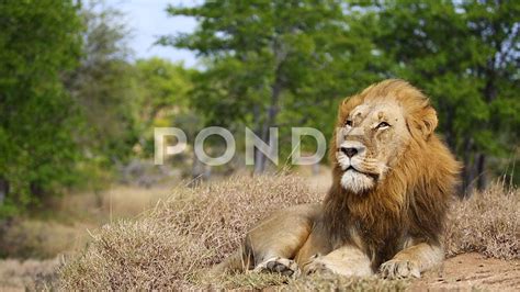 Majestic Wild Male Lion Resting On A Mound In Thick Winters Grass Eye