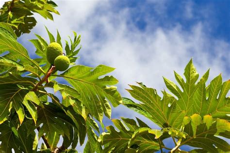 Propiedades Y Cuidados Del árbol Del Pan Plantas