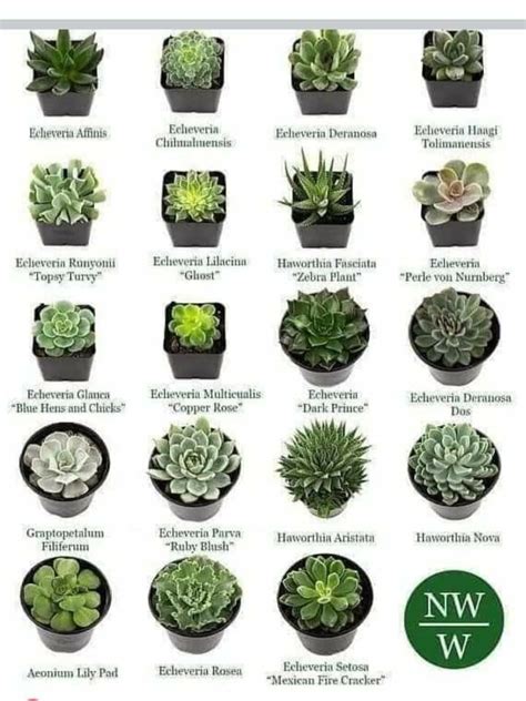 Succulent identification charts – Artofit