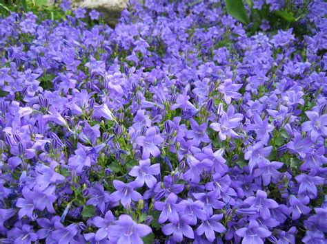 Campanule des murailles, Campanula portenschlagiana, Campanula muralis ...
