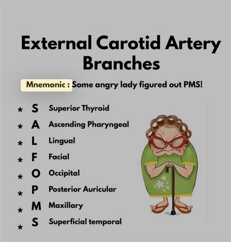 Facial Nerve Branches Mnemonic