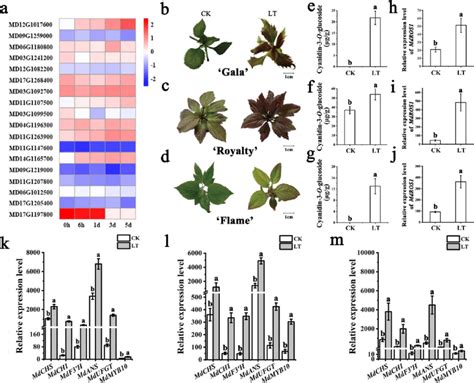 Ros1 May Participate In Lt Induced Anthocyanin Accumulation In Malus