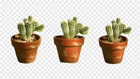 Cactus Plantas Suculentas Naturaleza Png Pngwing