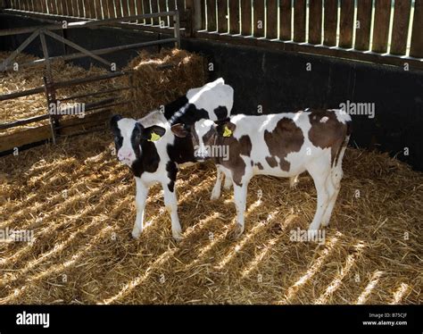 Los Terneros Machos J Venes De Vacas Lecheras Que Se Cr An Para Rosa