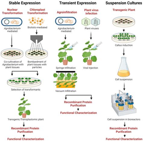 Pathogens Free Full Text Potential For Developing Plant Derived