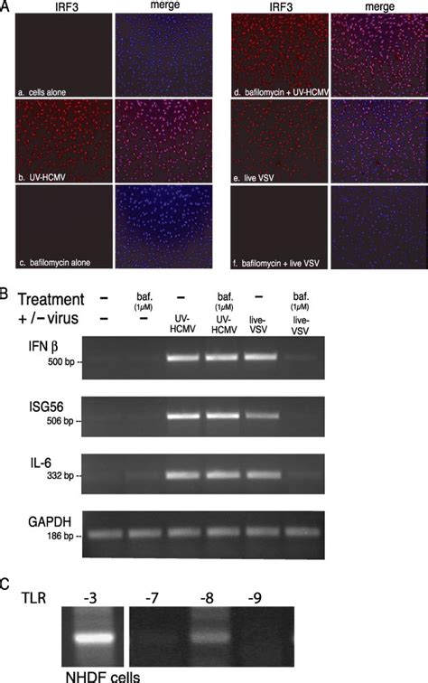 Endosomal Maturation Is Not Required For HCMV Induced IFN Signaling