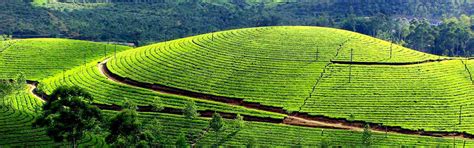 Tea Plantation Visits - Green Lanka Vacation