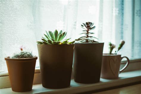 Gratis billeder blomsterkrukke stueplante plante værelse hylde