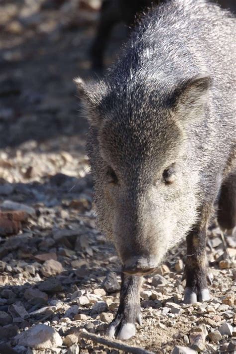 Javelina - Sabino Canyon Volunteer Naturalists