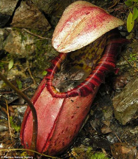 Giant Plant Eats Rodents Live Science