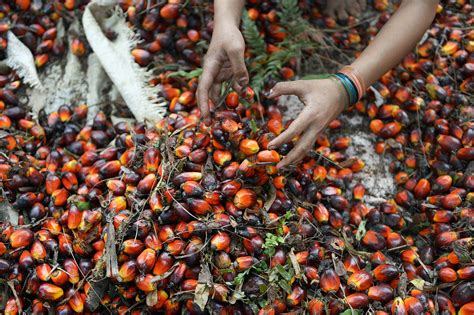 Reporter Podcast What Palm Oil Farmers In Thailand Are Doing Right