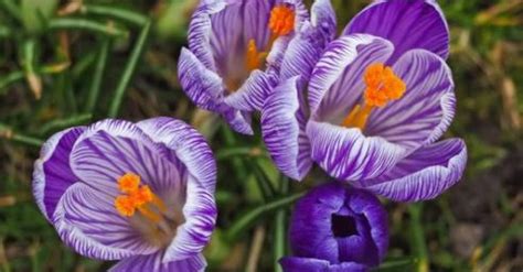 Crocus Plantation Et Entretien Jardin De Grand Meres