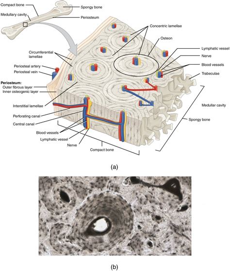 Identify The Structures Of Compact Bone In The Following Dia