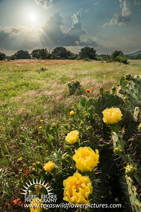 Cactus Blossoms Spring 2015 Texas Wildflowers Bluebonnets And Landscape Pictures By Gary