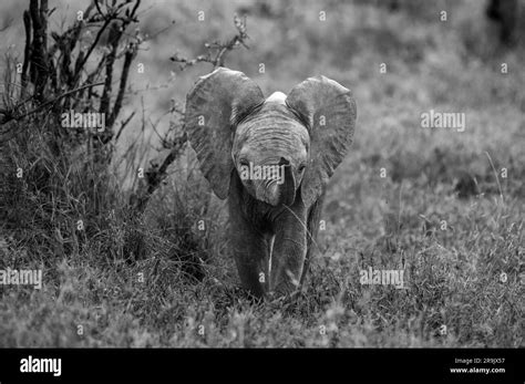 A Baby Elephant Loxodonta Africana Using Its Trunk To Smell In Black
