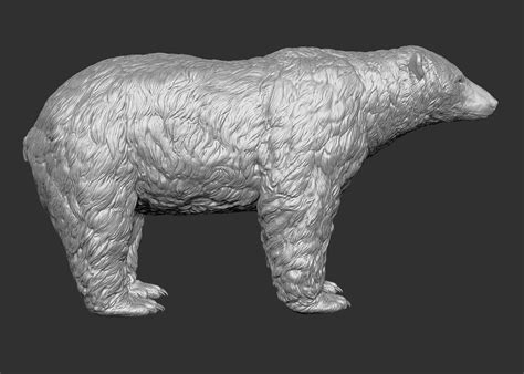 Polar bear realistic model - TurboSquid 1281326