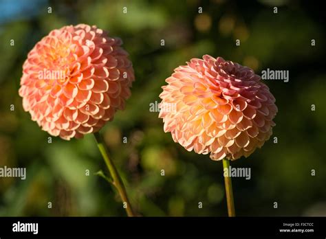 Salmon pink flowers hi-res stock photography and images - Alamy