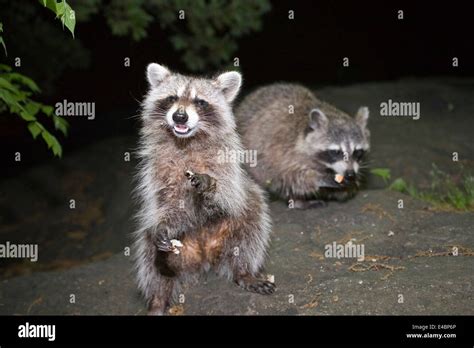 Photo of Raccoon taken at night inside Central Park in New York City ...