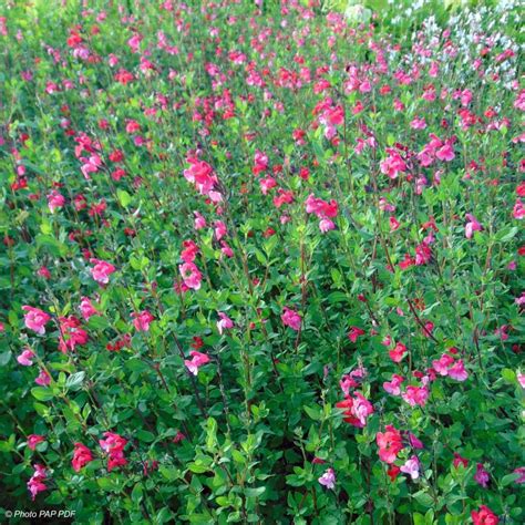 Salvia Microphylla Grahamii Sauge Arbustive Offrant Des Petites