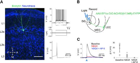 Figure From Fan Cells In Layer Of The Lateral Entorhinal Cortex Are