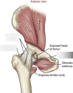 W Ligament In Hip Joint Anterior View Diagram Quizlet