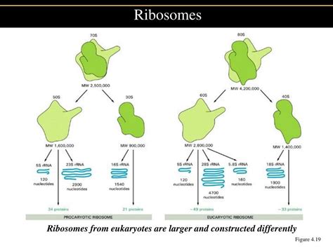 PPT - Anatomy of Prokaryotes and Eukaryotes PowerPoint Presentation, free download - ID:939204