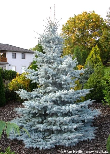 Купить Ель колючая Хупси Picea Pungens Hoopsii в питомнике Флорини