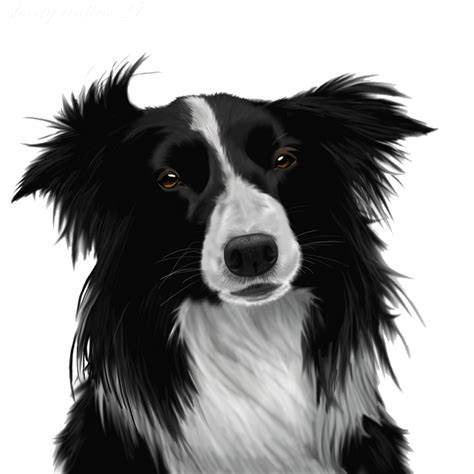 Border Collie Png Image Png Mart