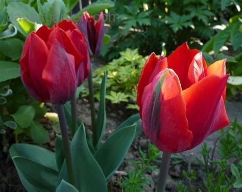 PlantFiles Pictures: Single Early Tulip 'Couleur Cardinal' (Tulipa) by saya