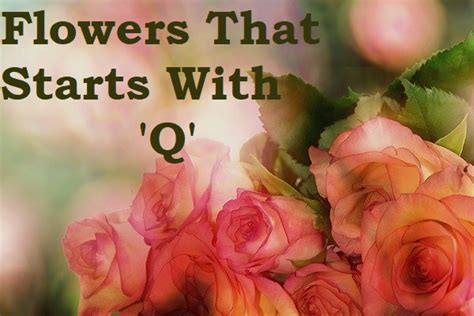 Flowers That Start With Q Hello Updates