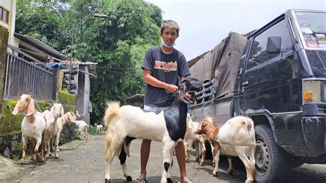 Dolan Kandang Cek Harga Kambing Babon Anak Jawa Randu Dan Bligon Youtube