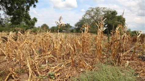 Declaran Emergencia Agropecuaria Por Sequ A En C Rdoba El Diario De