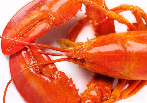 8 Major Mistakes People Make When Cooking Lobster Huffpost