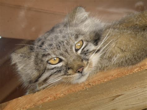 もふもふ猫のマヌルネコ！日本の動物園でもぬいぐるみのようにかわいい姿を見られる！