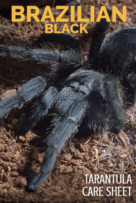 Learn All About How To Keep The Brazilian Black Tarantula Grammostola