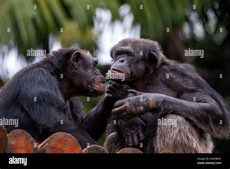 El Chimpanc Tambi N Conocido Como Chimpanc Que Muestra Su