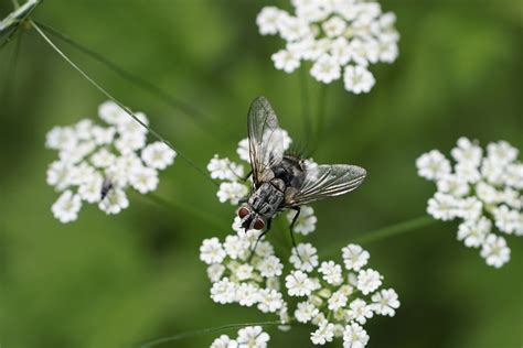 Fliege Insekt Blumen Geflügeltes Kostenloses Foto auf Pixabay Pixabay