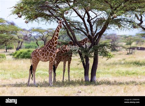 The Giraffes Eat Leaves From The Acacia Trees Stock Photo Alamy