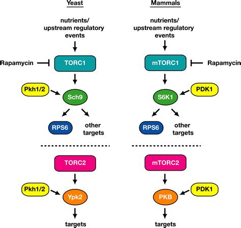 Tor Signaling And S6 Kinase 1 Yeast Catches Up Cell Metabolism