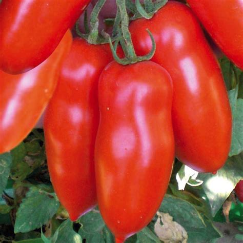 Tomate Allong E San Marzano Bio La Barquette De Plants