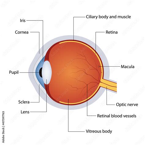 Structure Of Anatomy Human Eye Detailed Diagram Of Eyeball Side View Vector Illustration