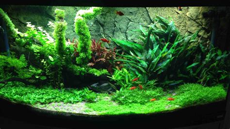 The Best Bow Front Aquariums Reviews Buying Guide